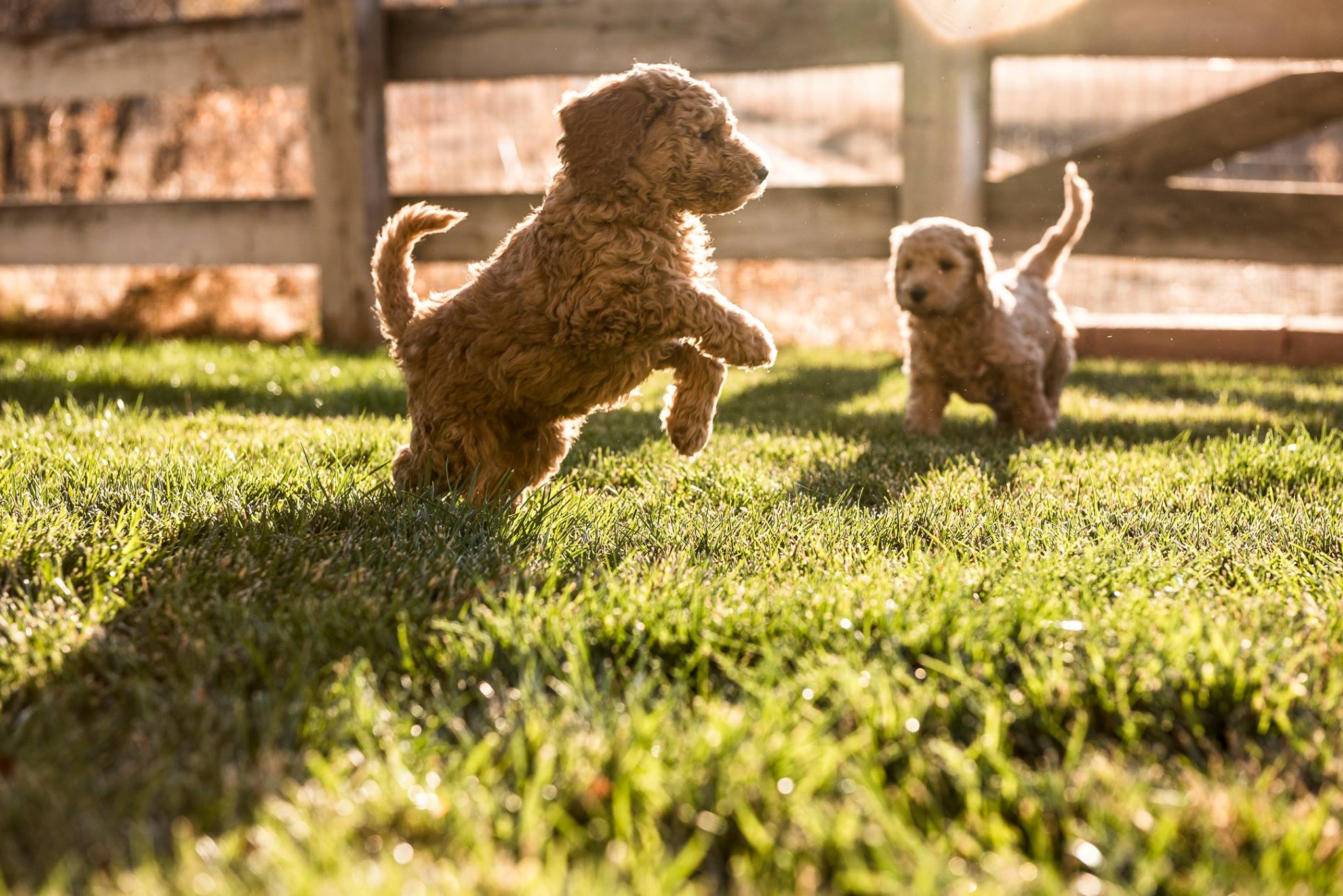 Mini Goldendoodles